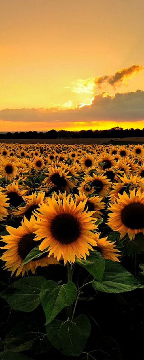 Пример изображения для макета изображения на стекле, фото 5